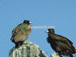 stainless steel eagle aviary mesh