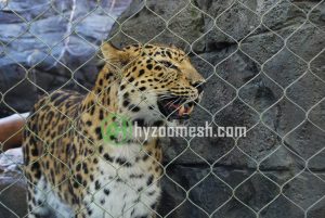 A leopard inside the stainless steel wire rope enclosure