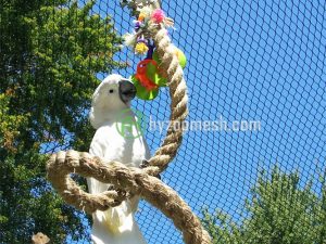 A white parrot under the aviary net