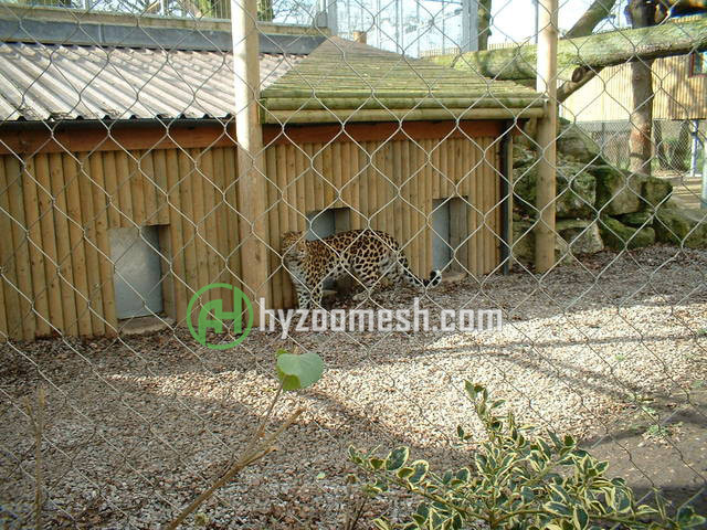A leopard inside the stainless steel wire rope enclosure