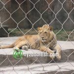 A male lion inside of the mesh fence
