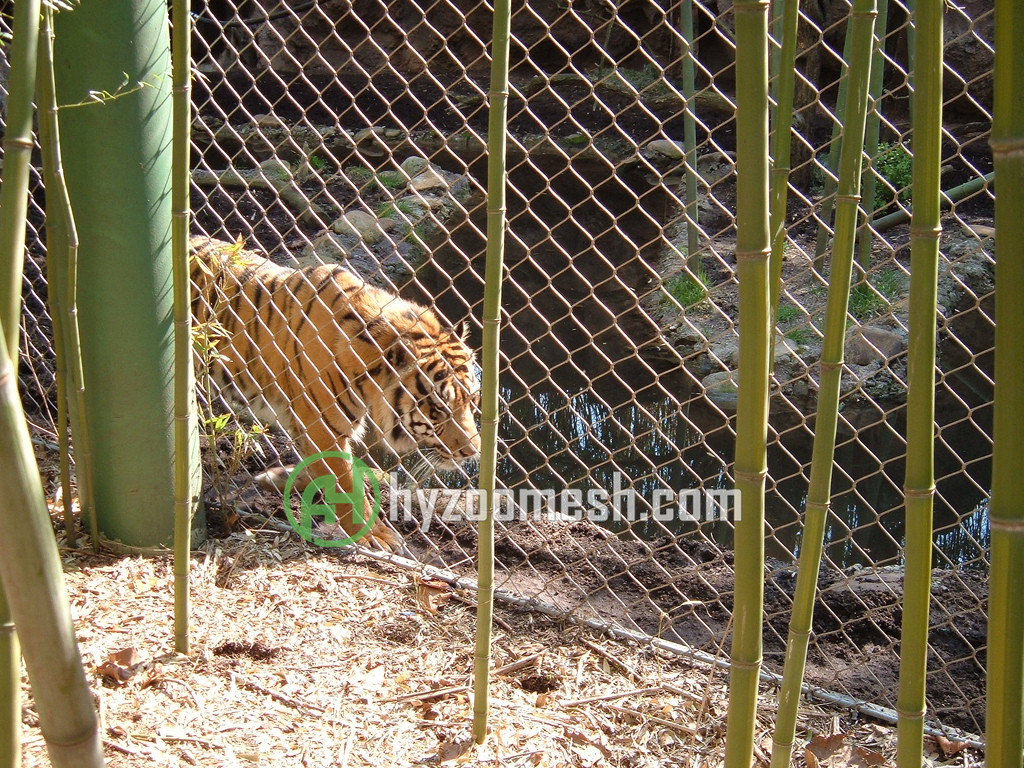 a tiger inside of the wire rope fence