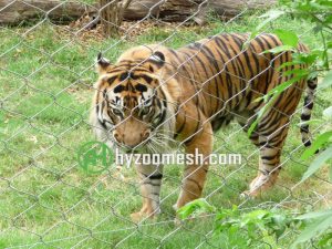 a tiger inside of the wire rope fence