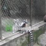 animal enclosure mesh