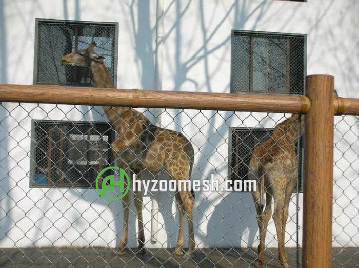 giraffe enclosure mesh
