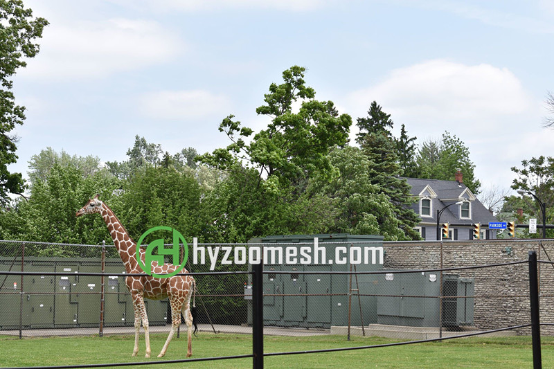 giraffe fence mesh