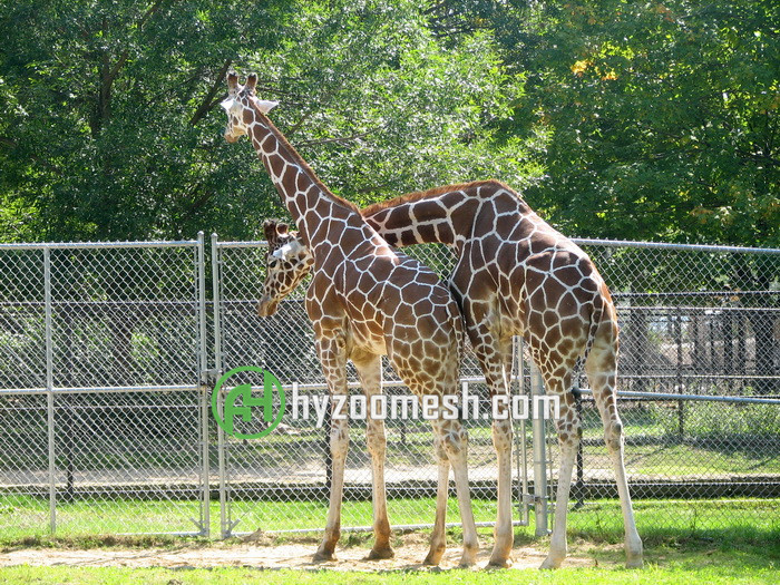 giraffe fence mesh