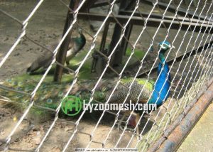 peacock aviary mesh