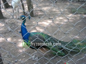 peacock cage fence mesh