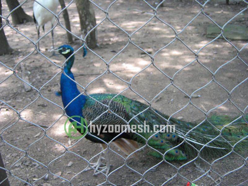peacock cage fence mesh
